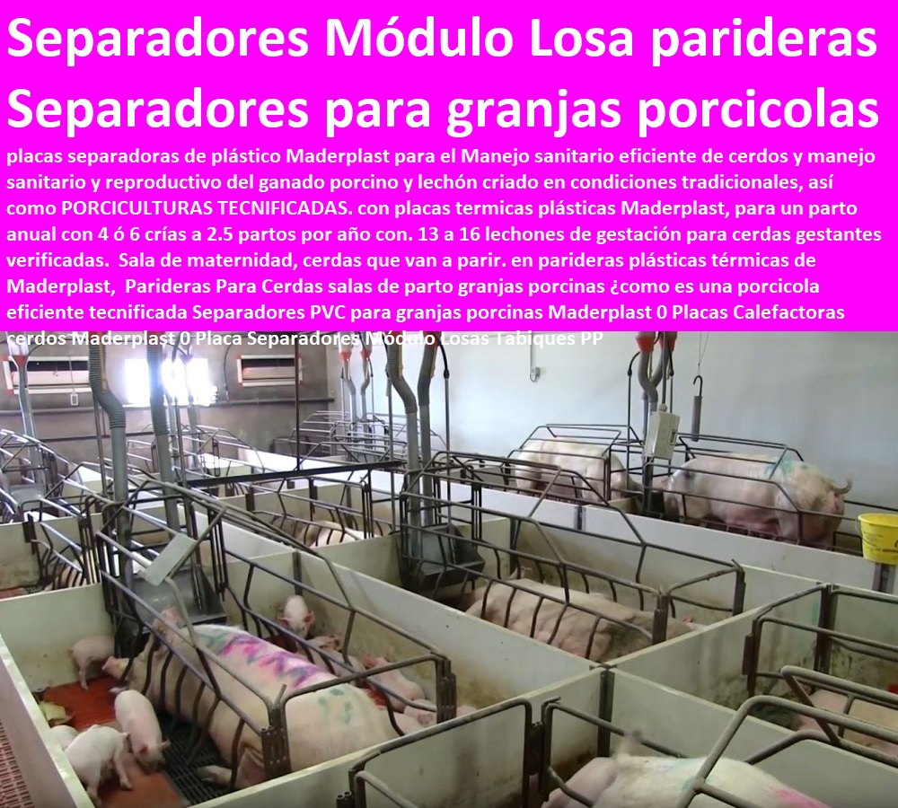 Parideras Para Cerdas salas de parto granjas porcinas ¿como es una porcicola eficiente tecnificada Separadores PVC para granjas porcinas ceba, engorde cerdos, porqueriza cría de lechones, pisos jaulas comederos, porcicultura jaulas, corrales, parideras, porcinas corral, gestación cerdas, parto cerda, lechonera, destete, jaula pre ceba porcinos, corraleja, Maderplast 0 Placas Calefactoras cerdos Maderplast 0 Placa Separadores Módulo Losas Tabiques PP Parideras Para Cerdas salas de parto granjas porcinas ¿como es una porcicola eficiente tecnificada Separadores PVC para granjas porcinas Maderplast 0 Placas Calefactoras cerdos Maderplast 0 Placa Separadores Módulo Losas Tabiques PP